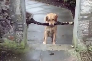 (VIDEO) E DALJE NEĆEŠ MOĆI! Pogledajte šta se desi kada pas uzme granu sa kojom ne može da prođe kroz vrata