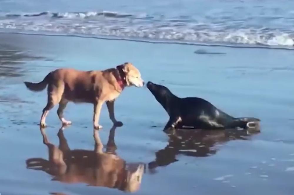 (VIDEO) IZAŠLA IZ MORA POLJUBILA GA I OTIŠLA ZAUVEK: Najkraća ljubav između psa i foke