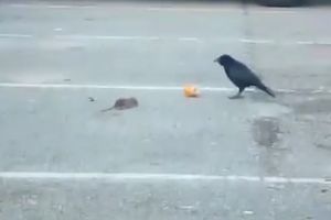 (VIDEO) DA ČOVEK NE POVERUJE: Vrana hrani gladnog miša!