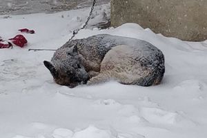 (FOTO) PRIZOR KOJI JE MNOGE RASTUŽIO: Pas na -10 ležao na snegu, a kada se javio vlasnik, tek onda je na Fejsbuku počela rasprava!