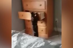 (VIDEO) OVO DEFINITIVMO NISTE VIDELI DO SAD: Mačka sama otvara i zatvara fioku od ormana u kojoj spava!