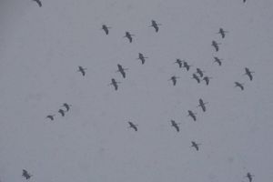 (FOTO) KLIMATSKE PROMENE IZNENADILE I ŽDRALOVE: Ptice se na putu ka Africi neočekivano zaustavile u Crnoj Gori