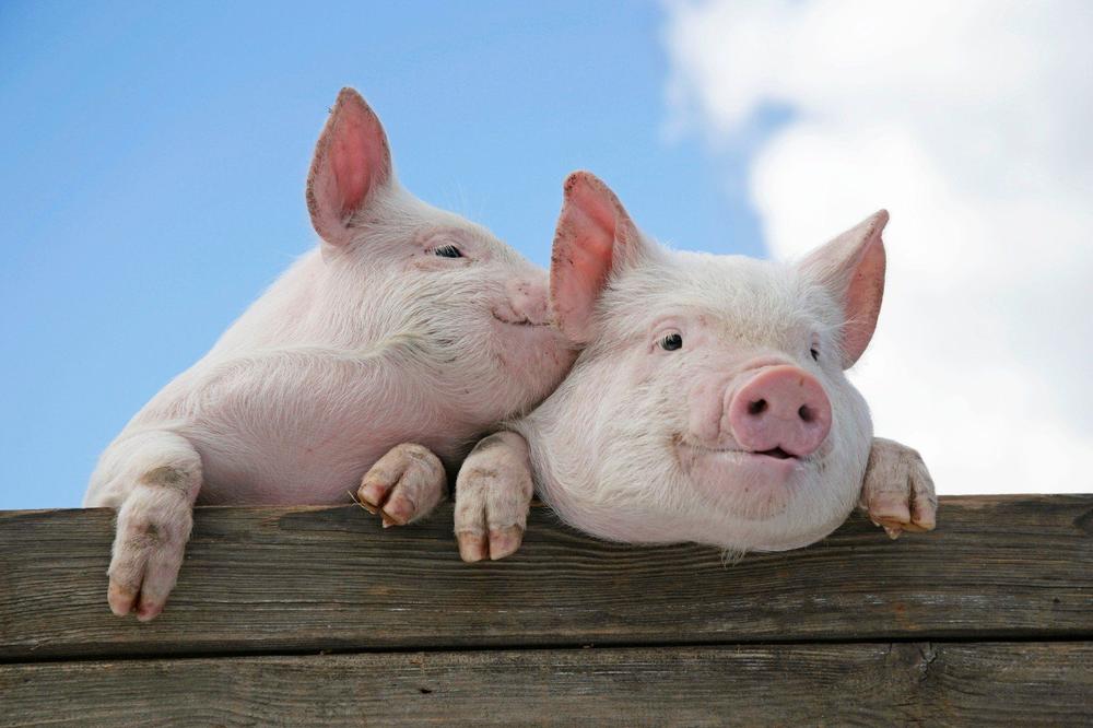 ČUDNE BROJKE: U Danskoj ima duplo više svinja nego ljudi
