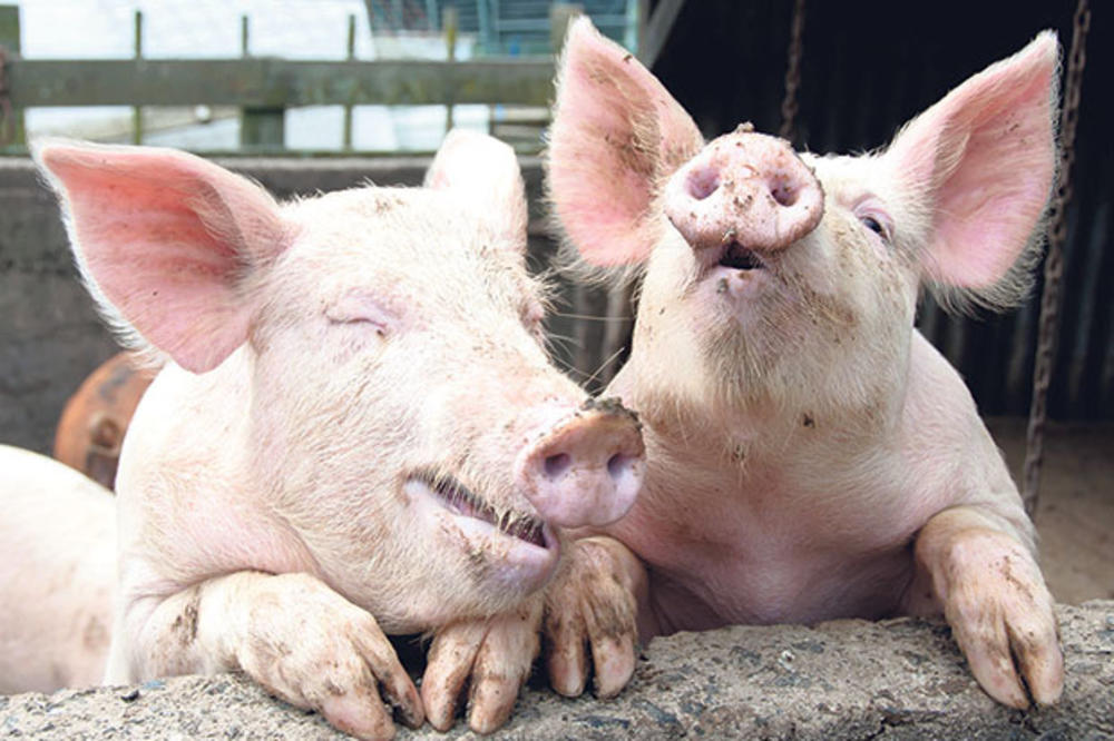 ALARMANTNO: U decembru u Evropi prijavljeno desetine hiljada novih žarišta svinjske kuge