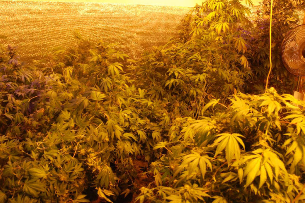 UHAPŠEN MUŠKARAC ZBOG DROGE: Otkrivena laboratorija za uzgoj marihuane kod Inđije