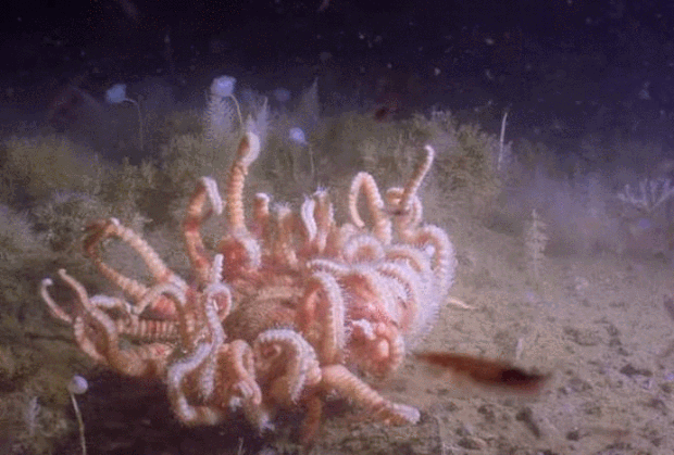 (VIDEO) PRIZORI KOJI OSTAVLJAJU BEZ DAHA: Istraživači zaronili na kilometar dubine u Južnom okeanu, pogledajte kako je to izgledalo