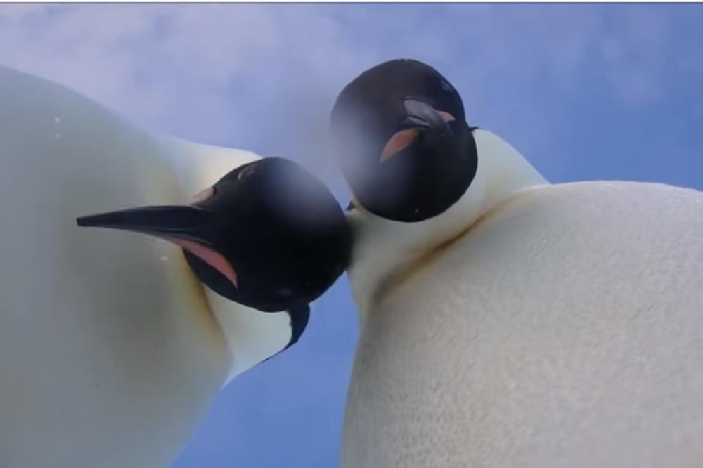 (VIDEO) HIT NA INTERNETU: Pogledajte selfi OVIH pingvina! Ulepšaće vam dan!