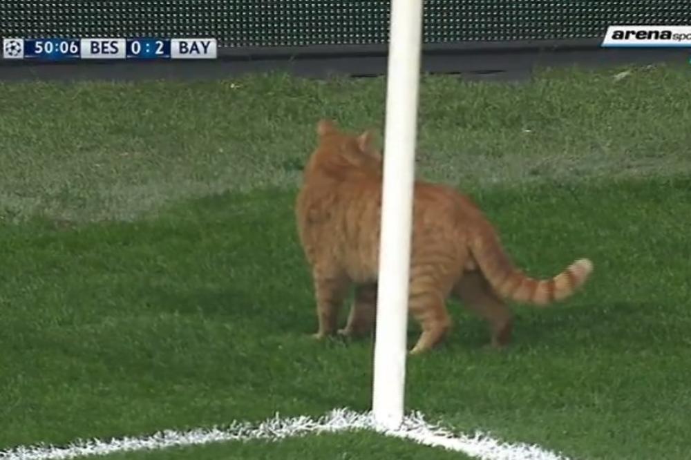 (FOTO) PRESEDAN UEFA: Bešiktašu sleduje rigorozna kazna zbog mačke!