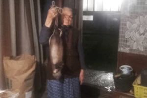 (VIDEO) TERMINATORKA IZ PRANJANA: Ne kačite se s baka Leposavom (87), golim rukama zadavila kunu u svom kokošinjcu a onda ispričala kako je to bilo!
