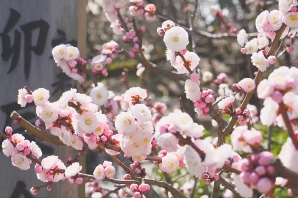 SLAVLJE U JAPANU: Procvetale trešnje označile početak proleća