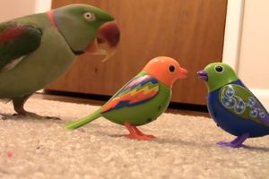 (VIDEO) MENE STE NAŠLI: Papagaj pobesneo kad je video lažne ptice!