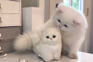 (VIDEO) UPS, TI NISI MALO MAČE: Reakcija persijske mačke na igračku!
