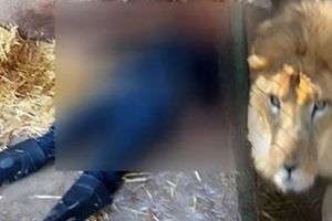 (VIDEO) JEZIVA SMRT: Čistio je lavlji kavez i zaboravio da zatvori vrata, nije mu bilo spasa!