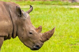 TRAGIČAN KRAJ JEDNE VRSTE: Uginuo poslednji mužjak severnog belog nosoroga! Žive još samo 2 ženke!