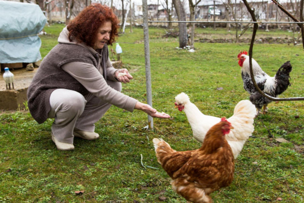(FOTO) EVO KAKO JE BOSANKA OSTALA BEZ LOTO PREMIJE: Njena kokoška je imala dobitnu kombinaciju, ali je ona nije poslušala!