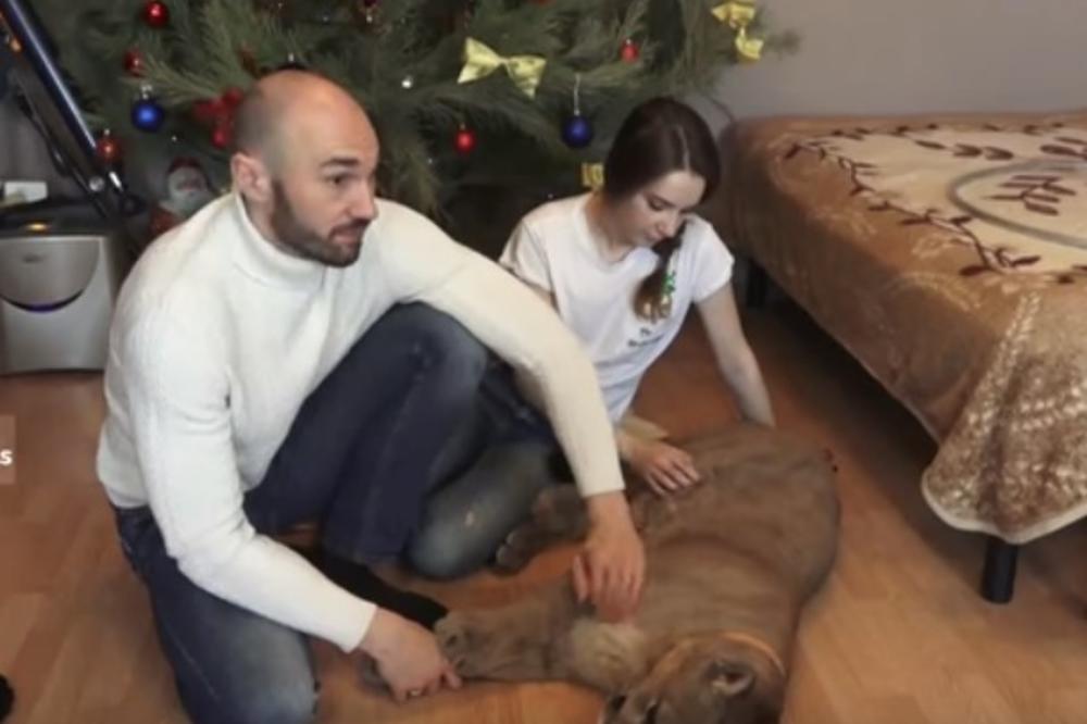 (VIDEO) UZ OVAKVU MAČKU PAS IM NE TREBA: Bračni par iz Rusije otkupio mladunče iz zoo-vrta, mada je malo porastao ne bi ga menjali