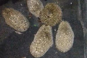(FOTO) LEPA AKCIJA U ZETI: Spasli ježiće od poplava