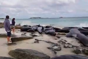 (VIDEO) TRAGEDIJA! Više od 150 kitova nasukano u zapadnoj Australiji, SAMO 15 JE JOŠ ŽIVO!
