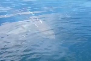 (VIDEO) OGROMNA SENKA PRIŠLA JE BRODU: Napravila je 3 kruga oko njega, a ribar je bacio SIDRO i snimio ČUDOVIŠTE od 5 metara!