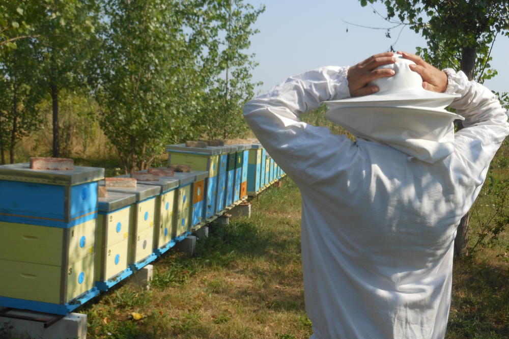 SVE VIŠE UMIRU PČELE U SRBIJI Nepravilna upotreba pesticida izaziva masovno trovanje, šteta oko 150 miliona evra godišnje