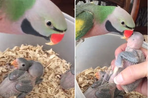 (VIDEO) TREBA DA NAHRANIM BEBE! Mama papiga raspametila sve žive svojim komentarima!
