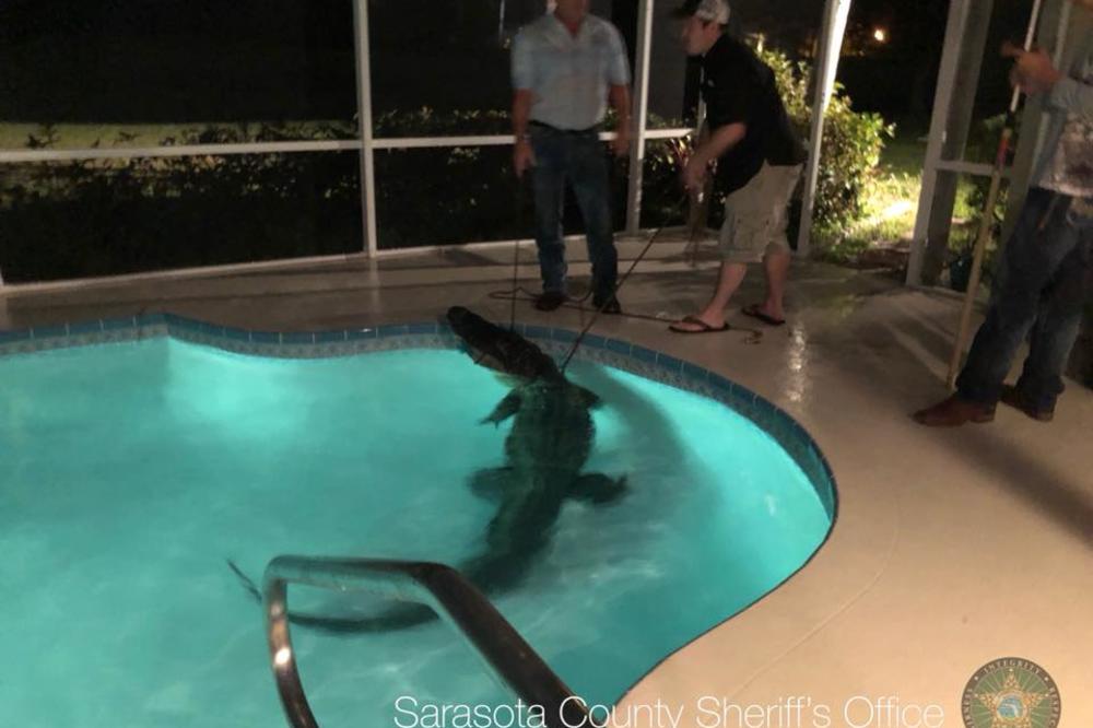 (VIDEO) NOĆNA MORA NA FLORIDI: Ogroman aligator razbio vrata i ušetao u porodični bazen!