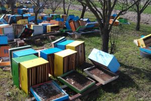 BAHATI MALOLETNICI SRUŠILI 71 KOŠNICU: Šteta pola miliona dinara, pčelar najavio tužbu protiv roditelja