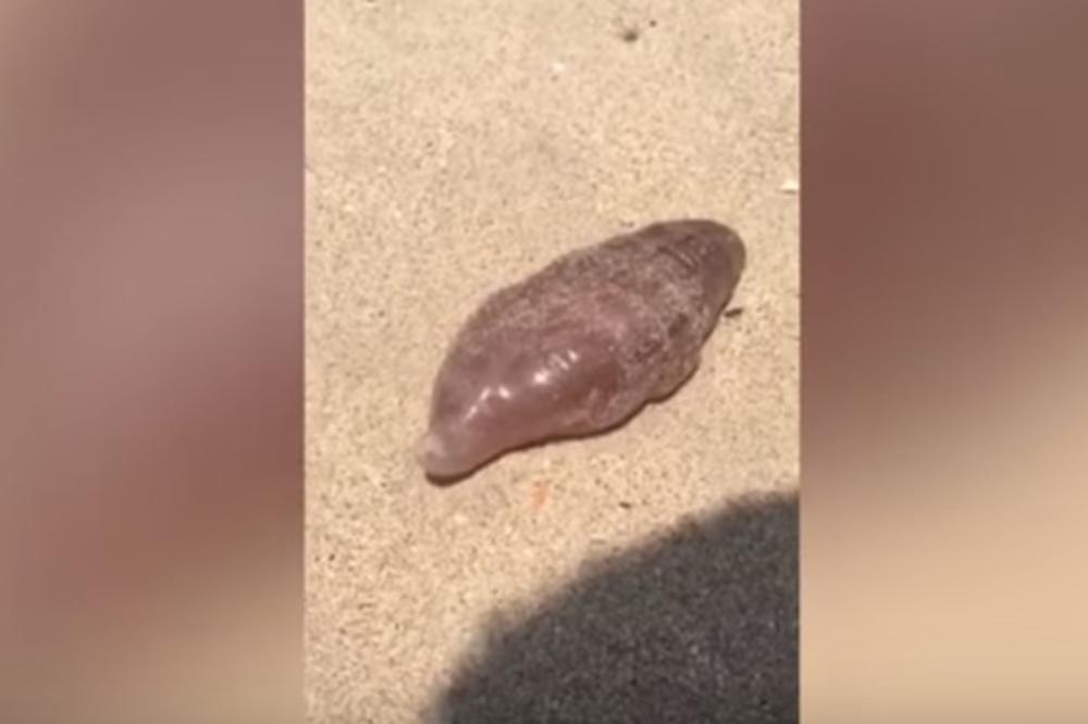 (VIDEO) MUTANT NA PLAŽI: More izbacilo misteriozno stvorenje na obalu, svi se pitaju šta je!