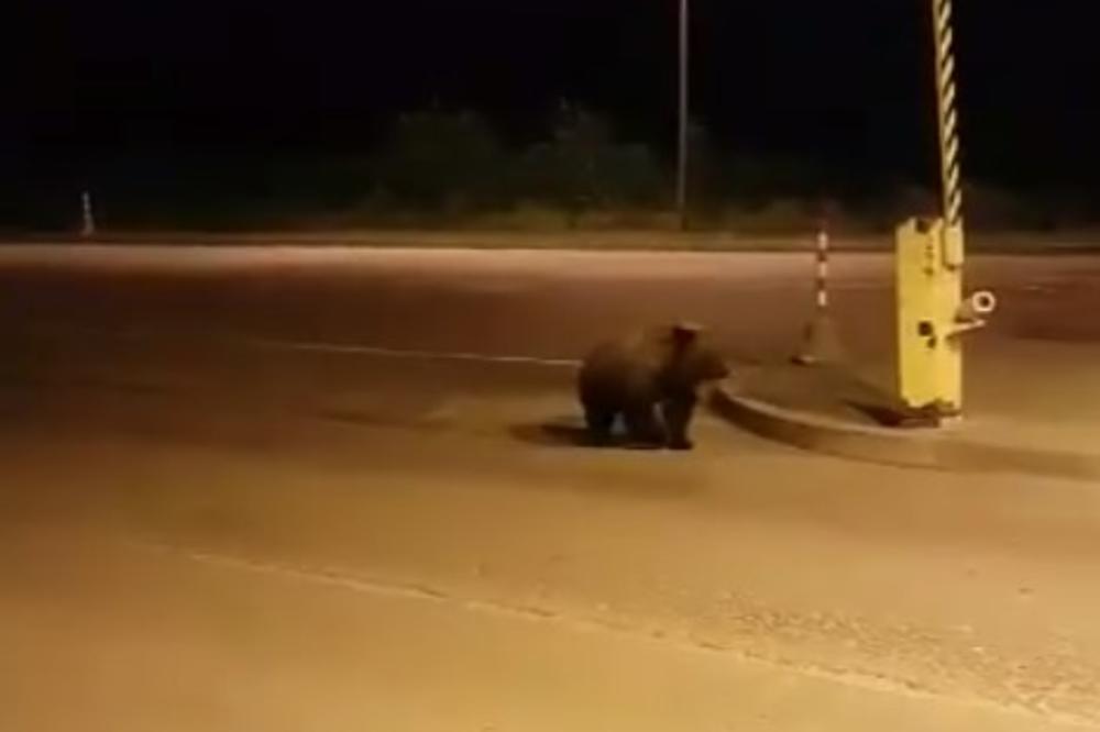 (VIDEO) NE, TO NIJE ŠALA: Medved probio granične barijere jer je hteo da uđe u Rusiju