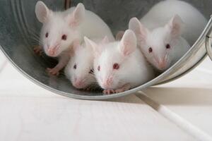 NOVI EKSPERIMENT Embrioni miševa prvi put uspešno uzgojeni u svemiru