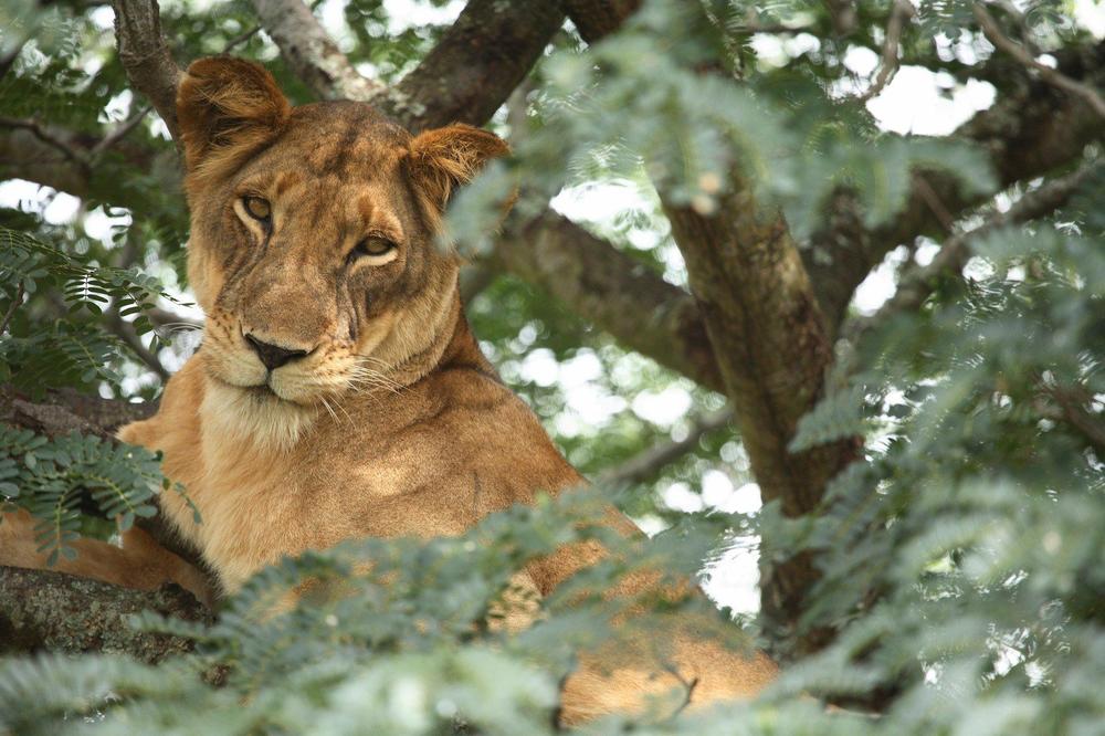 UŽAS U NACIONALNOM PARKU: Otrovano 11 lavova u Ugandi