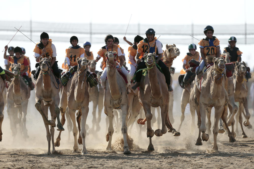 (VIDEO) LUDILO OD SPORTA: Zbog trka kamila menjali su se i zakoni! Pogledajte kako jure grbave životinje