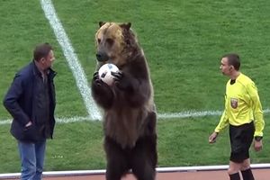 (VIDEO) MA KAKAV SUDIJA, MEDA JE GLAVNI: Meč počinje tek kada medved da znak!