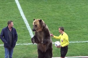 (VIDEO) MEDA PODELIO FUDBALSKU JAVNOST: Udruženje za zaštitu životinja oštro osudilo zloupotrebu medveda na stadionu u Rusiji