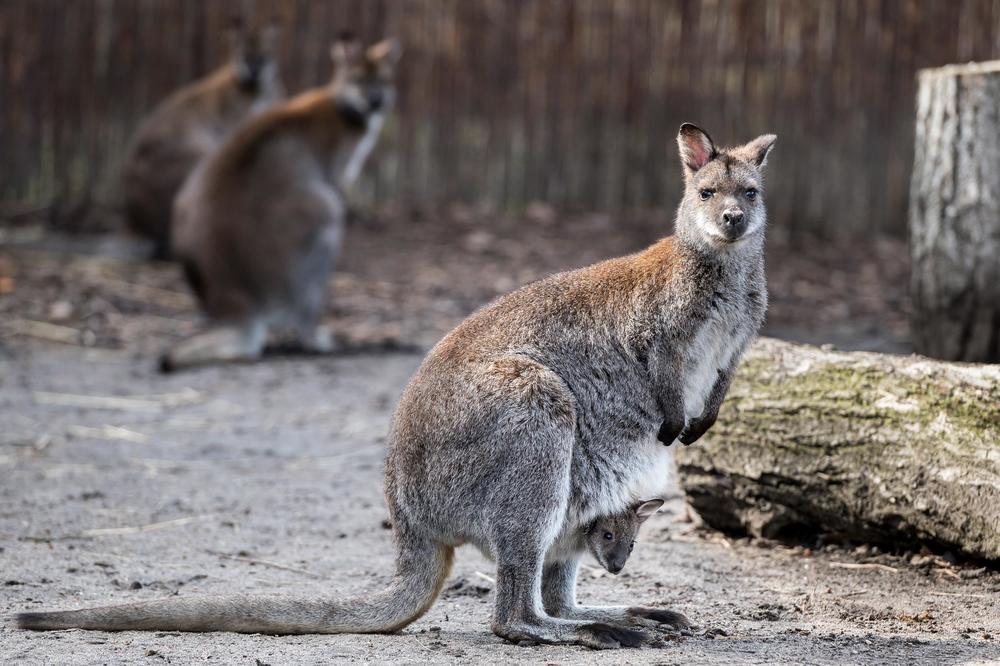 BES I TUGA: Turisti ubili kengura kamenicama jer su hteli da vide kako skače!