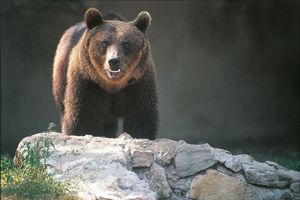 TUŽNE VESTI: Retki mrki medved uginuo kada su mu stavili radio-kragnu