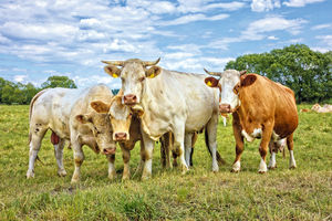 SUMORNA PROGNOZA: Krave će biti najveći sisari za 200 godina