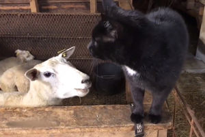 (VIDEO) OVO NIKO NIJE OČEKIVAO: Ovca je pobesnela na mačku,pogledajte njenu urnebesnu reakciju