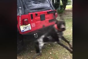 (VIDEO) NE ODUSTAJE: OVAJ pas će sve uraditi samo kako bi smetao svom gazdi!
