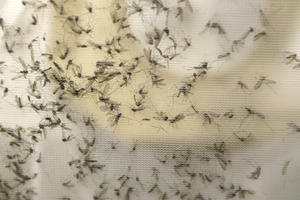 KRAJ ZA LETEĆE KRVOPIJE U BEOGRADU: Danas zaprašivanje komaraca u 9 opština