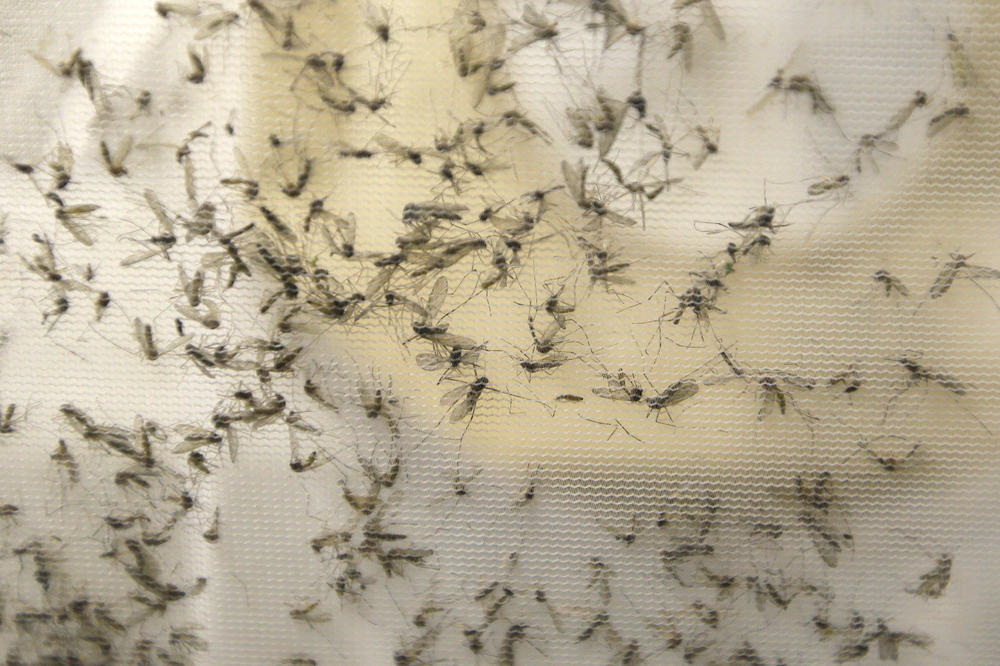 KRAJ ZA LETEĆE KRVOPIJE U BEOGRADU: Danas zaprašivanje komaraca u 9 opština