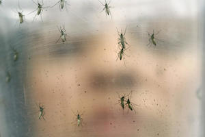 Počela akcija suzbijanja larvi komaraca na teritoriji AP Vojvodine
