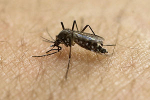 MALE KRVOPIJE SU PORANILE OVE GODINE: Evo zašto komarci ujedaju baš vas! Na URANAK ne oblačite OVE BOJE...
