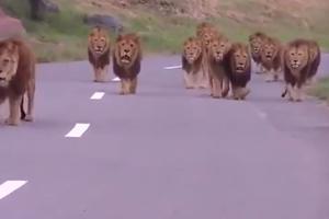 (VIDEO) MNOGO SMO JAKI: Pogledajte čopor lavova kako KRALJEVSKI hodaju!