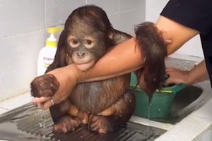 (VIDEO) ISTOPIĆETE SE OD MILINE: Pogledajte MAJMUNČE  kako se kupa, poput deteta!