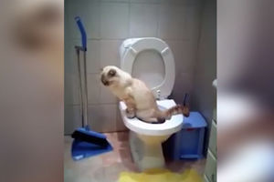 (VIDEO) MAČKA IDE U WC i nakon obavljenog “posla” sama PUŠTA VODU!