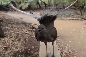 (VIDEO) AUTOMOBIL, VIDEO IGRICE, ŽIVOTINJSKI KRICI: SVE što čuje ova ptica može da IMITIRA