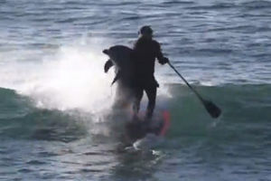 (VIDEO) KO KAŽE DA SU DELFINI DOBROĆUDNI? Napali surfera jer im je zašao u teritoriju