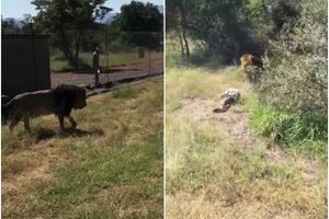 (UZNEMIRUJUĆI VIDEO) DRAMA NA SAFARIJU: Lav skočio na čoveka i odvukao ga u grmlje, a onda su se čuli hici