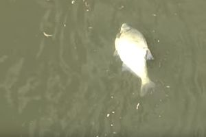 (VIDEO) ALARMANTNO U BiH POSLE CURENJA TOKSIČNIH MATERIJA! RIBARI NAJAVLJUJU TUŽBE: Spreča je mrtva reka, ribe potpuno istrebljene